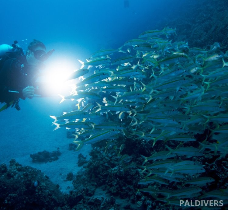 دورة PADI Night Diver التخصصية.