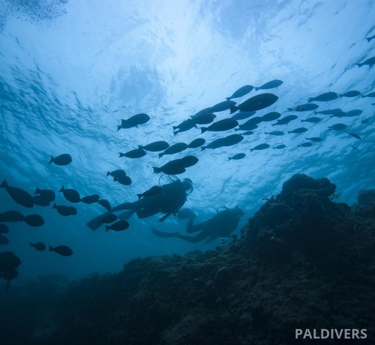 دورة مرشد غوص – PADI Divemaster