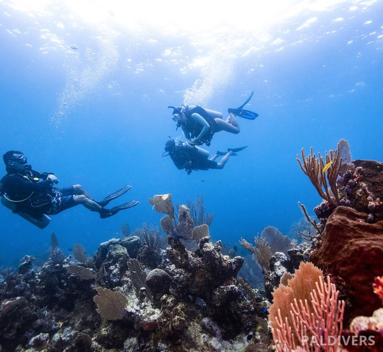 دورة مرشد غوص – PADI Divemaster