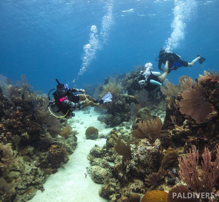 دورة مرشد غوص – PADI Divemaster