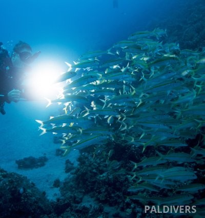 دورة PADI Night Diver التخصصية.