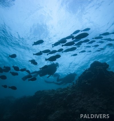 دورة مرشد غوص – PADI Divemaster 5