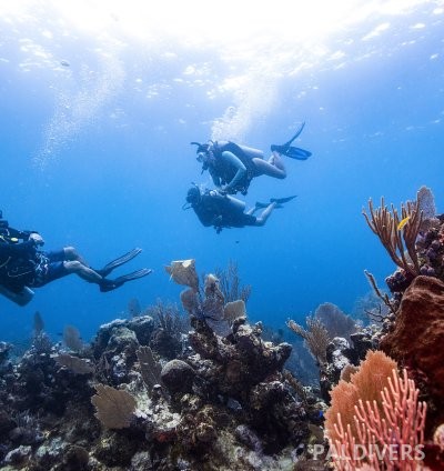 دورة مرشد غوص – PADI Divemaster 4