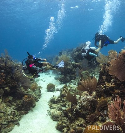 دورة مرشد غوص – PADI Divemaster